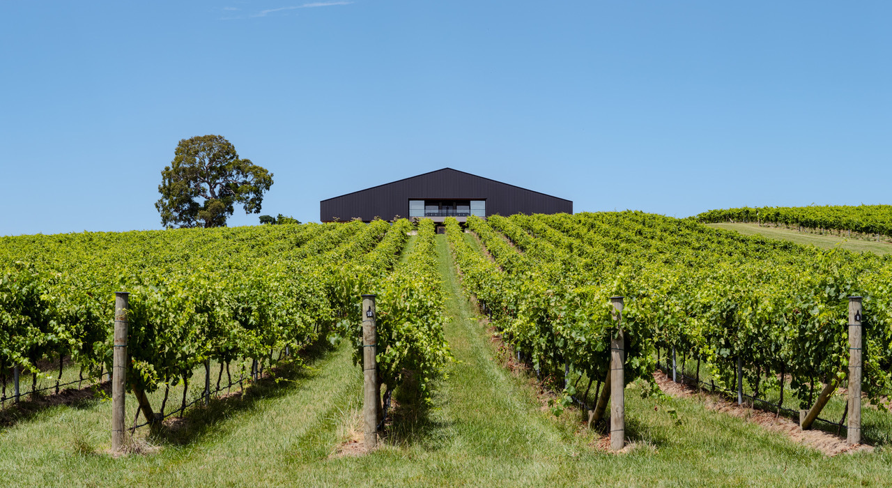 Five Vineyard